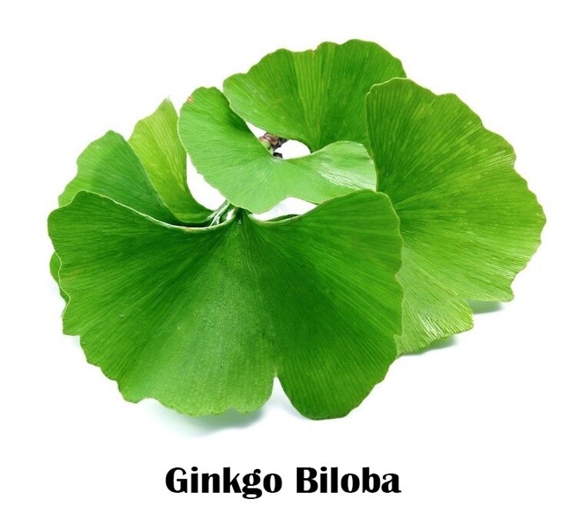 Ginkgo biloba leaves